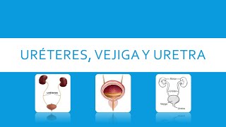 URETER VEJIGA Y URETRA [upl. by Aynik6]