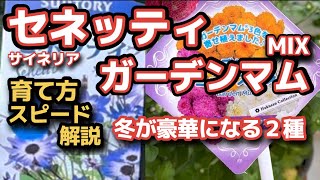 【セネッティサイネリア】【ガーデンマム】育て方・真冬に夏のようなお花・植付け・注意事項 [upl. by Nalid]