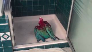 Macaw  cant wait to shower [upl. by Saire]