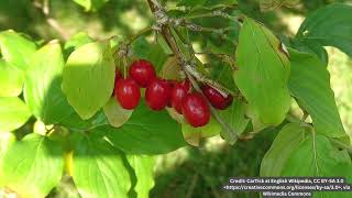 Cornelian Cherry Cornus Mas Plant Profile [upl. by Spenser]