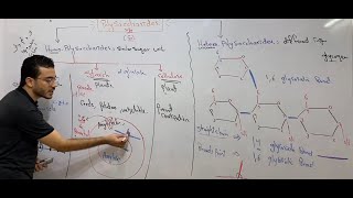 الفرقة الاولى كربوهيدرات 6 دكتور إبراهيم الحسيني polysaccharides 2020 [upl. by Windzer625]