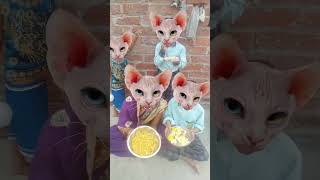 Lalla 🍚🍚🥛😂😂Lalla 💞💞🙏👍😂🍚🥛🍚🍚 Lori 🍚🍚😂😂funny cat virlshorts [upl. by Odericus]