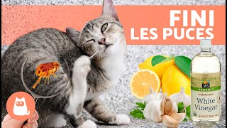 7 meilleurs REMÈDES MAISON contre les PUCES chez les CHATS 🐱🐜 [upl. by Giark377]