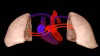 Heart Structure  Biology  Anatomy [upl. by Willman]