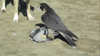 Perigrine Falcon Destroys Pigeon [upl. by Onitnelav]