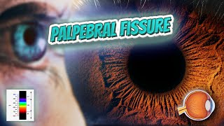 Palpebral fissure  Your EYEBALLS  EYNTK 👁️👁️💉😳💊🔊💯✅ [upl. by Gnod]