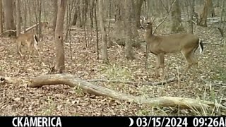 Whitetails moving along the trails roosters crow deerhunting trailcam deer browning CKAMERICA [upl. by Box]