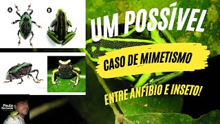 UM POSSÍVEL CASO DE MIMETISMO ENTRE INSETO E ANFÍBIO [upl. by Aihsenyt270]