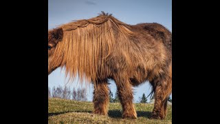 Cushings PPID and Metabolic Syndrome in Horses [upl. by Aelram]