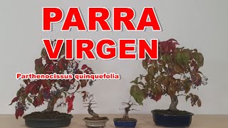 Parra virgen Parthenocissus quinquefolia [upl. by Terrel]