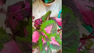 How to grow coleus plant from cuttingColeus single leaf propagation in soil  shorts youtubeshort [upl. by Idet]