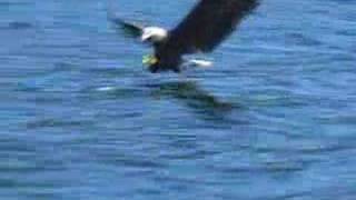 Eagle grabs fish [upl. by Ddene]