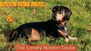 Boston Doxie Bros amp The Lonely Doxie [upl. by Artur461]