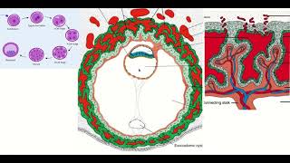 Understanding 2nd Week Blastocyst Development for BMDC 1st Prof Exam [upl. by Martica26]