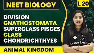 Division Gnathostomata Superclass Pisces Class Chondrichthyes  Animal Kingdom L20  NEET Biology [upl. by Artinak]