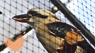 A kookaburra [upl. by Eleni]