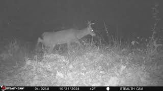 A good sized buck near creek at night [upl. by Liahkim958]