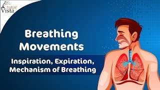 Why Holding Your Breath For 24 Minutes Is Almost Impossible  WIRED [upl. by Ytsrik]