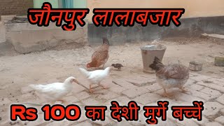 desi murgi ke bacche । desi murgi ke bacche kaise hote hain [upl. by Enirehtacyram]