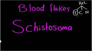 Schistosoma haematobium Epidemiology Distribution Habitat Morphology  Urinary Blood Fluke [upl. by Borlow627]