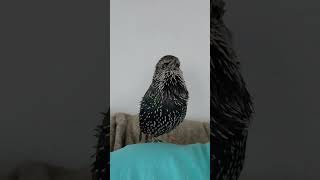 A beautiful Starling Song  Tweeters the talking Starling [upl. by Demeyer]