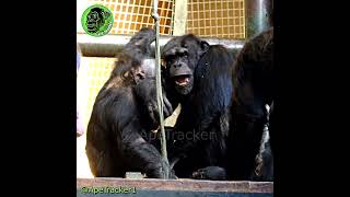 Chimp Behaviour shorts animals [upl. by Phina383]