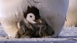 Emperor penguins  The Greatest Wildlife Show on Earth  BBC Earth [upl. by Nahshu767]