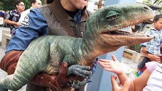 Raptor Encounter with Blue and Baby Tango in Jurassic World at Universal Studios Hollywood [upl. by Sergo]