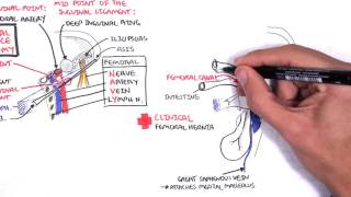 Clinical Anatomy  Lower Limb Bones Inguinal ligament Hip Knee and ankle Joints [upl. by Aitnwahs171]