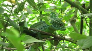 Burgers Zoo Helmbasilisk [upl. by Orling46]