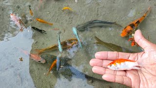 Find Colorful Ornamental fish Goldfish betta fish Catfish lobster koi fish animals Videos [upl. by Adnomal]