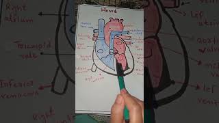 Heart muskanstudyworld circulatorysystem [upl. by Ativel45]