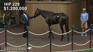 Anisette GB sells for 18 million at 2024 Keeneland November [upl. by Innoc27]