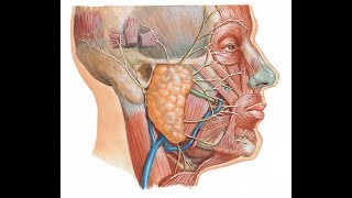 Surface anatomy of parotid gland and duct DR SAMEH GHAZY [upl. by Nlocnil]