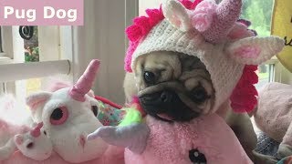 Funniest and Cutest Pug Dog Videos Compilation 2017 BEST OF [upl. by Scandura]