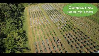 Behind the Scenes Pruning Spruce Tops on a Christmas Tree Farm [upl. by Schonthal]