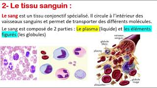 Histologie  Le tissu osseux  Globules rouges  Globules blancs  Plaquettes [upl. by Calder]