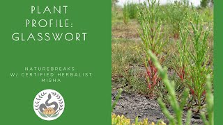 Plant Profile Glasswort Salicornia Edible and Medicinal Plants of Florida [upl. by Nalod]