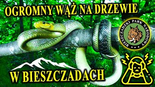 Polski quotDUSICIELquot Straszy w Bieszczadach  WĄŻ ESKULAPA  Czy Można Łapać Dzikie Zwierzęta [upl. by Iddo]