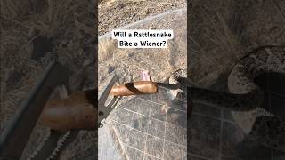 Will a rattlesnake bite a wiener snake rattlesnake [upl. by Mendive]