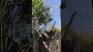 Wonderful Lyrebird Sounds at Taronga Zoo in Sydney sydneywalk travel tarongazoo lyrebird [upl. by Auqinahs298]