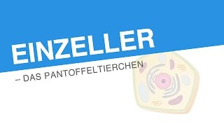 EINZELLER – DAS PANTOFFELTIERCHEN  Biologie  Biologie der Zellen [upl. by Elizabeth]