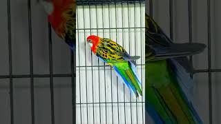 Rosella parrot singing song shorts trading viral viralvideo2024 [upl. by Joan]