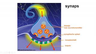 Zenuwstelsel neurotransmitters en actiepotentiaal [upl. by Crista]