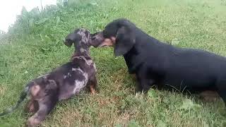 Dachshund puppy playing socialize new brother Dachshunds 8wks m amp 8 yo male 2new fam day 4ish [upl. by Greenleaf503]