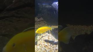 Yellow Cichlid Fish 🐟🌞👍 [upl. by Liman280]