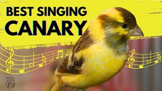 Canary Singing birds sounds at its best  Melodies Canary Bird song  Training Video [upl. by Yseulta572]