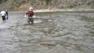 Idaho Fishing for Steelhead [upl. by Sudbury]