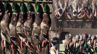 Greenheads and Labs Promotions [upl. by Yardley]