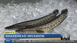 Snakehead fish may be a threat to native Georgia species [upl. by Vin614]